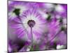 Close-up of purple flower, Keukenhof Garden, Lisse, Netherlands, Holland-Adam Jones-Mounted Premium Photographic Print