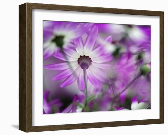 Close-up of purple flower, Keukenhof Garden, Lisse, Netherlands, Holland-Adam Jones-Framed Photographic Print
