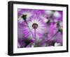 Close-up of purple flower, Keukenhof Garden, Lisse, Netherlands, Holland-Adam Jones-Framed Photographic Print