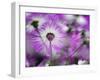 Close-up of purple flower, Keukenhof Garden, Lisse, Netherlands, Holland-Adam Jones-Framed Photographic Print