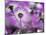 Close-up of purple flower, Keukenhof Garden, Lisse, Netherlands, Holland-Adam Jones-Mounted Photographic Print