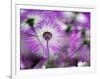 Close-up of purple flower, Keukenhof Garden, Lisse, Netherlands, Holland-Adam Jones-Framed Photographic Print