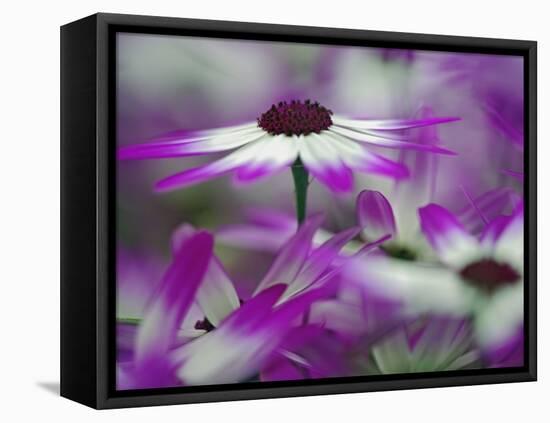 Close-up of purple flower, Keukenhof Garden, Lisse, Netherlands, Holland-Adam Jones-Framed Stretched Canvas