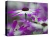 Close-up of purple flower, Keukenhof Garden, Lisse, Netherlands, Holland-Adam Jones-Stretched Canvas