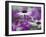 Close-up of purple flower, Keukenhof Garden, Lisse, Netherlands, Holland-Adam Jones-Framed Photographic Print