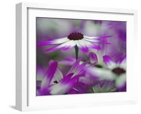 Close-up of purple flower, Keukenhof Garden, Lisse, Netherlands, Holland-Adam Jones-Framed Photographic Print