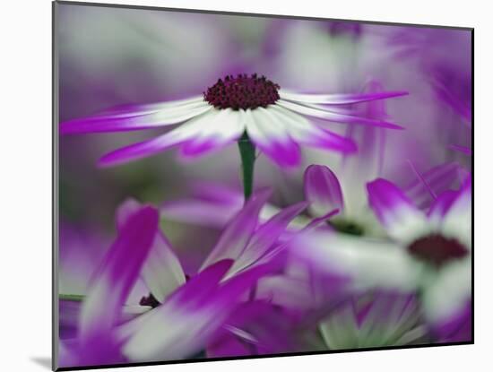 Close-up of purple flower, Keukenhof Garden, Lisse, Netherlands, Holland-Adam Jones-Mounted Photographic Print