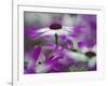 Close-up of purple flower, Keukenhof Garden, Lisse, Netherlands, Holland-Adam Jones-Framed Photographic Print