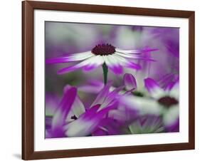 Close-up of purple flower, Keukenhof Garden, Lisse, Netherlands, Holland-Adam Jones-Framed Photographic Print