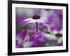 Close-up of purple flower, Keukenhof Garden, Lisse, Netherlands, Holland-Adam Jones-Framed Photographic Print