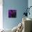 Close up of Purple Flower-Tom Quartermaine-Giclee Print displayed on a wall