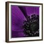 Close up of Purple Flower-Tom Quartermaine-Framed Giclee Print