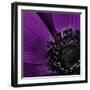 Close up of Purple Flower-Tom Quartermaine-Framed Giclee Print