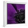 Close up of Purple Flower-Tom Quartermaine-Framed Giclee Print