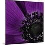 Close up of Purple Flower-Tom Quartermaine-Mounted Giclee Print