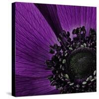 Close up of Purple Flower-Tom Quartermaine-Stretched Canvas