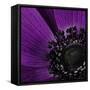 Close up of Purple Flower-Tom Quartermaine-Framed Stretched Canvas