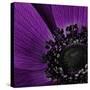 Close up of Purple Flower-Tom Quartermaine-Stretched Canvas