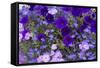 Close Up of Purple Flowers, York, Maine, USA-Julien McRoberts-Framed Stretched Canvas