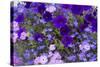 Close Up of Purple Flowers, York, Maine, USA-Julien McRoberts-Stretched Canvas