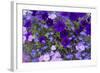 Close Up of Purple Flowers, York, Maine, USA-Julien McRoberts-Framed Photographic Print