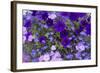 Close Up of Purple Flowers, York, Maine, USA-Julien McRoberts-Framed Photographic Print