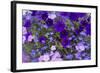 Close Up of Purple Flowers, York, Maine, USA-Julien McRoberts-Framed Photographic Print