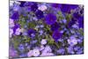 Close Up of Purple Flowers, York, Maine, USA-Julien McRoberts-Mounted Photographic Print