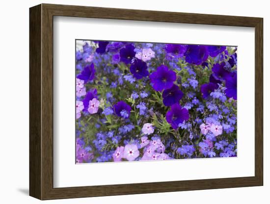 Close Up of Purple Flowers, York, Maine, USA-Julien McRoberts-Framed Photographic Print