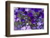 Close Up of Purple Flowers, York, Maine, USA-Julien McRoberts-Framed Photographic Print