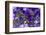 Close Up of Purple Flowers, York, Maine, USA-Julien McRoberts-Framed Photographic Print