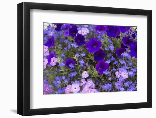 Close Up of Purple Flowers, York, Maine, USA-Julien McRoberts-Framed Photographic Print