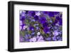 Close Up of Purple Flowers, York, Maine, USA-Julien McRoberts-Framed Photographic Print