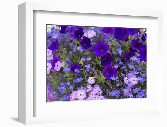 Close Up of Purple Flowers, York, Maine, USA-Julien McRoberts-Framed Photographic Print