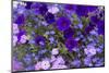 Close Up of Purple Flowers, York, Maine, USA-Julien McRoberts-Mounted Photographic Print
