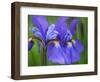 Close-Up of purple iris flowers blooming outdoors.-Julie Eggers-Framed Photographic Print