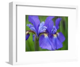 Close-Up of purple iris flowers blooming outdoors.-Julie Eggers-Framed Photographic Print