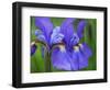 Close-Up of purple iris flowers blooming outdoors.-Julie Eggers-Framed Photographic Print