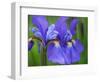 Close-Up of purple iris flowers blooming outdoors.-Julie Eggers-Framed Photographic Print