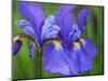 Close-Up of purple iris flowers blooming outdoors.-Julie Eggers-Mounted Photographic Print