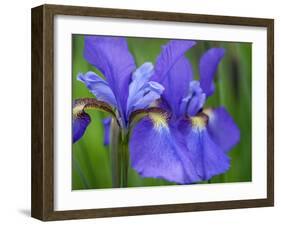 Close-Up of purple iris flowers blooming outdoors.-Julie Eggers-Framed Photographic Print