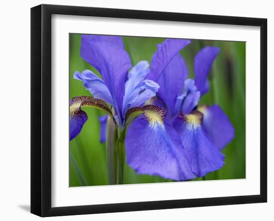 Close-Up of purple iris flowers blooming outdoors.-Julie Eggers-Framed Photographic Print