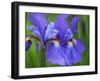 Close-Up of purple iris flowers blooming outdoors.-Julie Eggers-Framed Photographic Print