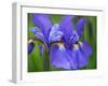 Close-Up of purple iris flowers blooming outdoors.-Julie Eggers-Framed Photographic Print