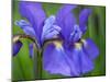 Close-Up of purple iris flowers blooming outdoors.-Julie Eggers-Mounted Photographic Print