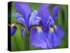Close-Up of purple iris flowers blooming outdoors.-Julie Eggers-Stretched Canvas