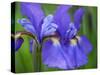 Close-Up of purple iris flowers blooming outdoors.-Julie Eggers-Stretched Canvas