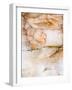 Close Up of Quartz, Scotland, UK-Niall Benvie-Framed Photographic Print