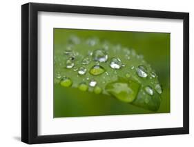 Close-up of Rain Droplets on Leaf-Matt Freedman-Framed Photographic Print