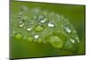 Close-up of Rain Droplets on Leaf-Matt Freedman-Mounted Photographic Print